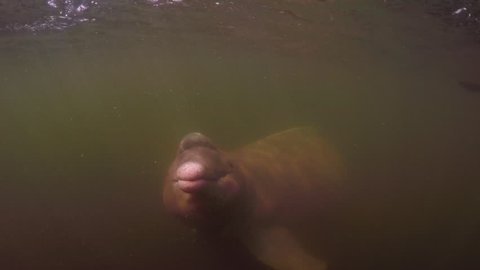 River dolphins swimming in a Amazon river- Para- Brazil