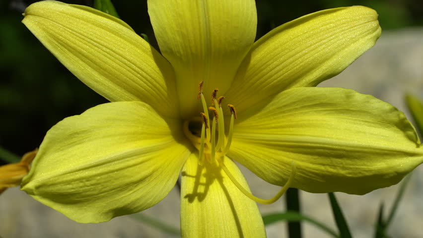 Yellow flowers close up blooming in 4k