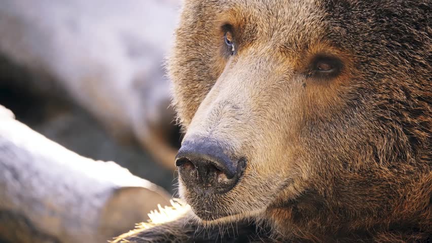 Brown bear (Ursus arctos) is bear that is found across much of northern Eurasia and North America.