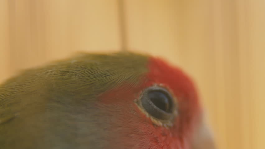 parrot from very close range