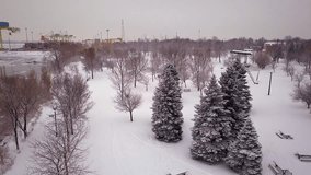 Cinematic drone / aerial footage ascending near some snowy pine trees in a park over a snowy landscape while three people walk on the snow during winter season.