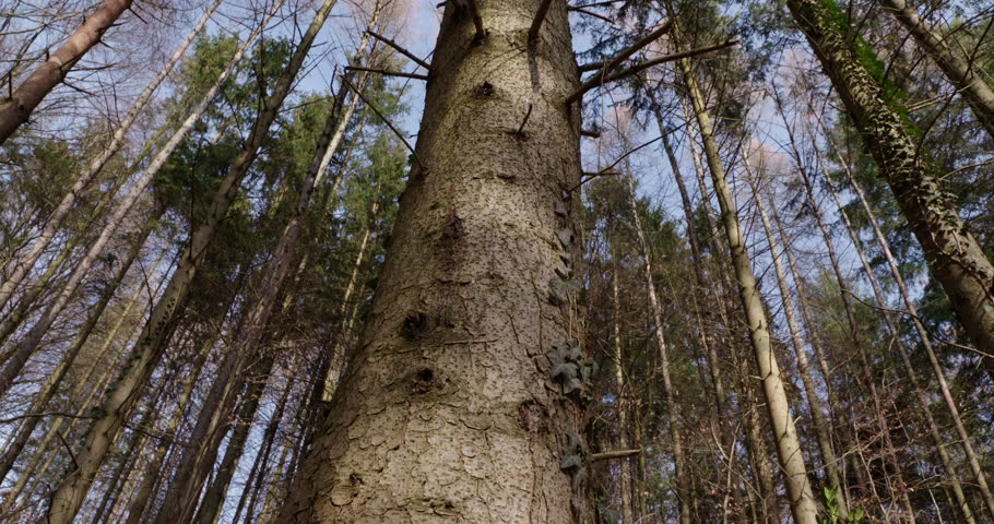 looking up from the trunk of a tree to the sky