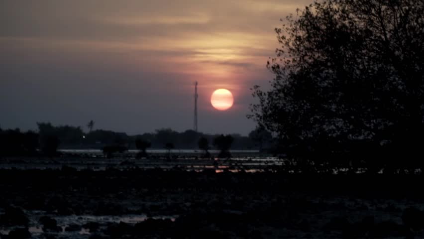 Silhouette of mangrove tree and sunset on the beach. Java, Indonesia.