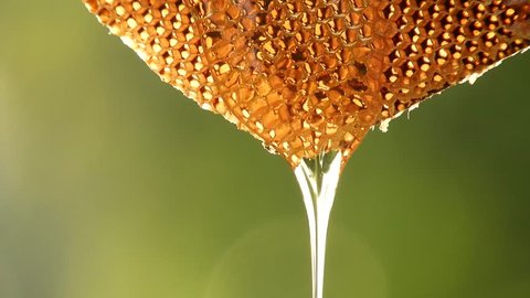 Closeup honey dripping from honey comb.