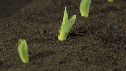 Time Lapse: Rows of corn plants germinate and grow in a field