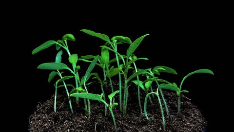 Timelapse of the movement of young green shoots of tomato on black background