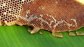 Honey comb with honey on green leaf.