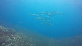 School of Barracuda fish on coral reef 