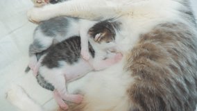 cat feeds newborn kittens. the cat and little kittens slow motion video. pet concept lifestyle