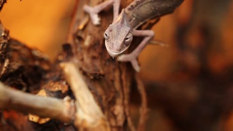 Baby chameleon - chameleonidae family (chamaeleo calyptratus) on macro lens