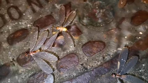 Close up insects are trapped in water