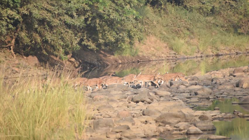 Forest landscape, India