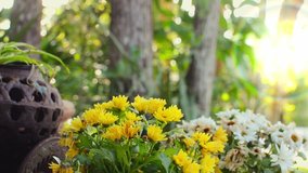 Fast motions of a freckled woman is deadheading some potted chrysanthemums. Sun flare in upper right corner of clip. Defocused background allows for copy space. Great clip for spring and summer
