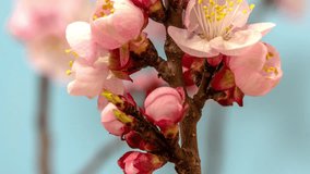 Apricot flower blossoming moving time lapse. 4k macro timelapse video of an apricot fruit flower growing blooming and blossoming on a blue background. 