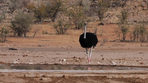 Ostrich drinking from a water hole in Etosha National park, Namibia