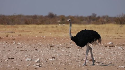 Ostrich wandering around and feeding in Etosha National Park, Namibia