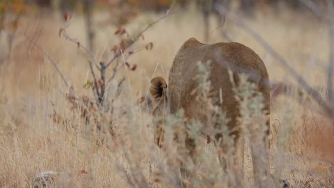 Female lioness hiding and walking in bushes in Etosha National Park, Namibia