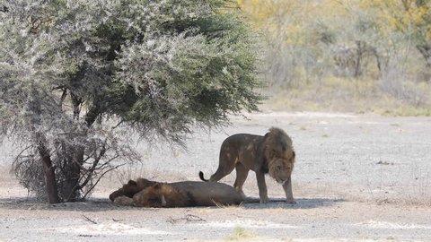 Male lions resting in the shadow of a tree on a salt pan in Etosha National Park, Namibia