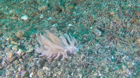 Solar-powered nudibranch (Phyllodesmium longicirrum)  feeding while crawling across the sea floor in Lembeh Strait.