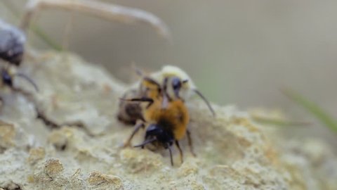 queen bee during mating ritual in spring