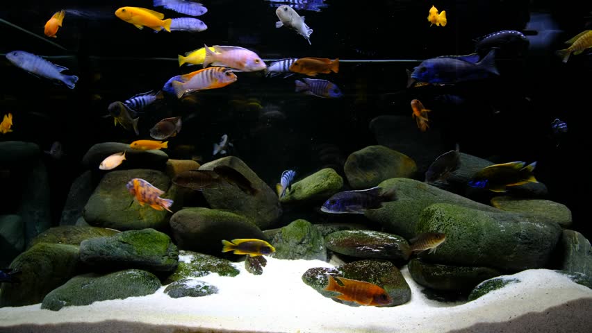 colorful freshwater aquarium