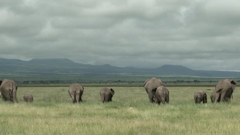 African Elephant (Loxodonta africana) family eating in the grasslands, seen from behind, Amboseli N.P. Kenya.