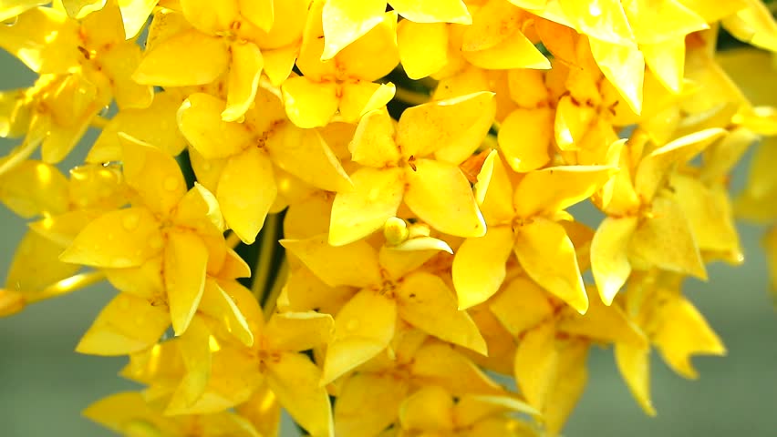 Yellow Ixora flowers are blooming in the garden. With rain water on the petals