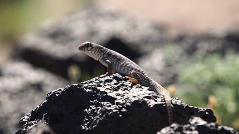 A desert iguana on a black lava rock. Taken at Amboy crater off Route 66.