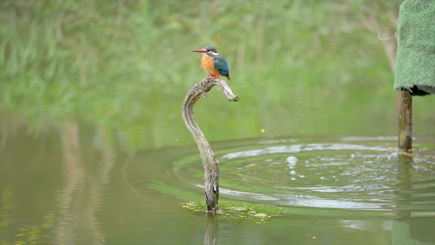 Slow motion movie of the scene that bird Kingfisher (Alcedo atthis) stand on the branch in middle of pond and look around alertly, shake head and body, 4k movie, slow motion.