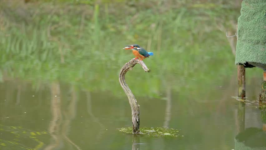 Slow motion movie of the scene that bird Kingfisher (Alcedo atthis) stand on the branch in middle of pond and swallow a little fish, 4k movie, slow motion.