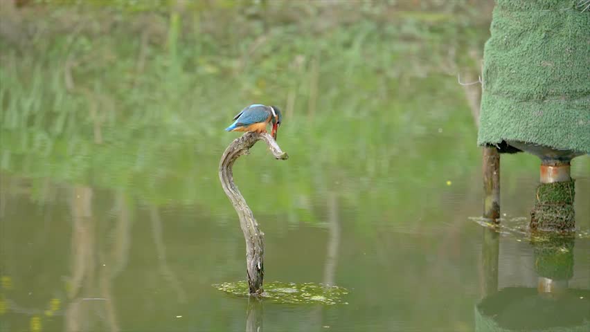 Slow motion movie of the scene that bird Kingfisher (Alcedo atthis) stand on the branch in middle of pond and swallow a little fish, 4k movie, slow motion.