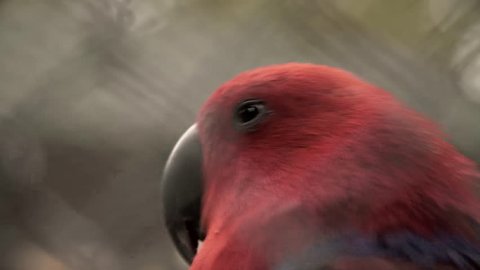 Close up of a captive female Eclectus parrot