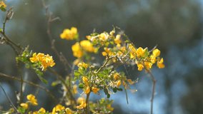 Yellow flowers in the wind, blurred background. 4K Video