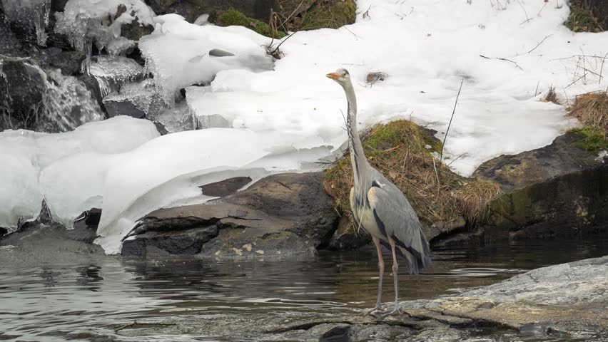 Heron stands on a rock in the moddle of a pond in winter.