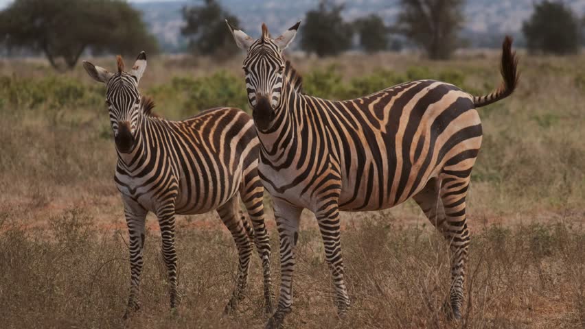Zebras walking away in Tsavo West in Kenya. Handheld shot.