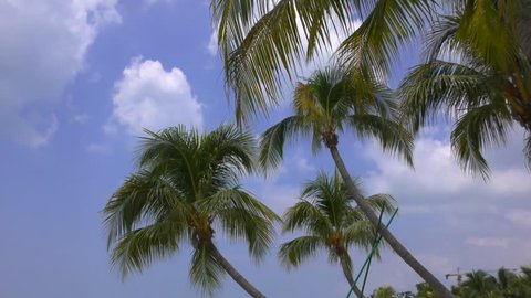 Exotic tropical garden,surrounded by coconut trees near a beach