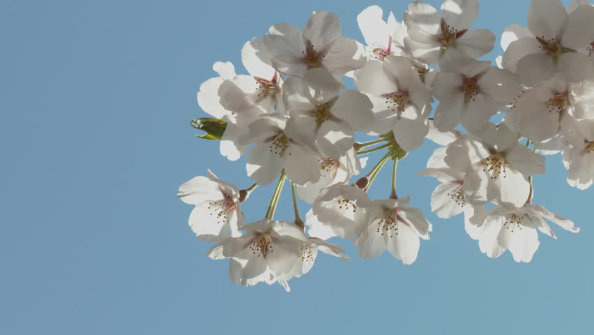 Close-up of cherry blossoms, Nagano Prefecture, Japan