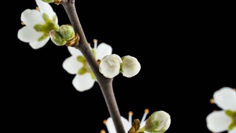 Timelapse of a Hawthorn Flower opening in spring against a black back ground