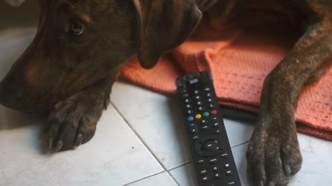 Dog Chews Tv Remote Destroying Stock Footage Video 100 Royalty Free 1028037026 Shutterstock