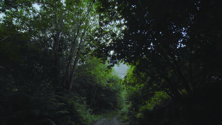 walking toward the mountin top through the branches of the trees