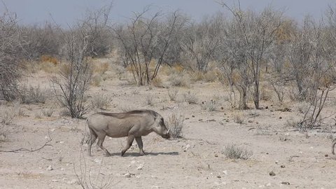 Warthog walking through dry landscape of Etosha National Park, Namibia
