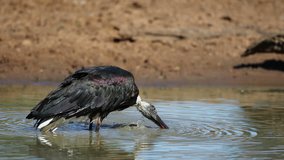 Woolly-necked stork (Ciconia episcopus) bathing in shallow water, South Africa