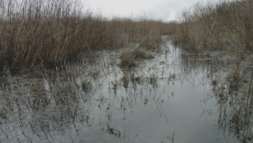 decadent landscape of a swamp nature reserve in autumn
