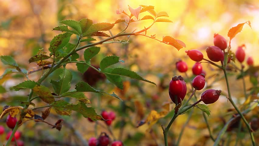 ripe rose hips on sunset background