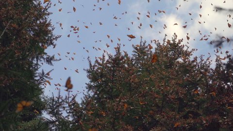 Slow motion shot of several Monarch Butterflies flying