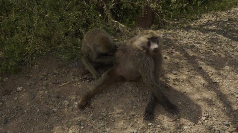 Two baboons sitting on the side of the road in Ngorongoro conservation area, Tanzania