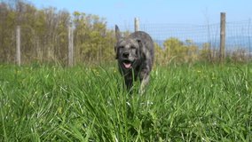 Slow motion video of gray puppy dog running towards the camera