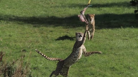 Captive cheetahs grab and hunt rabbit meat on feeding rope
