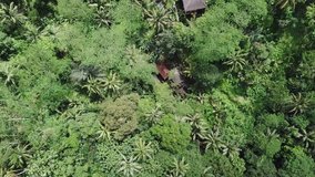 Green rice terraces in Bali Indonesia captured from above - 4K video footage
