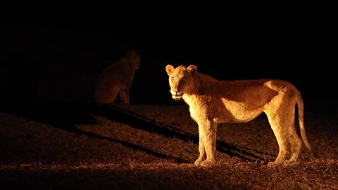 Male lion looking at the camera at night in South Africa
